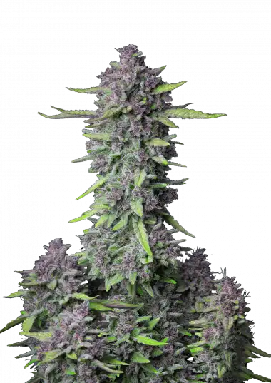 Purple Punch Auto