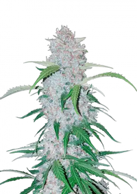 Six Shooter Auto
