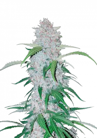 Six Shooter Auto