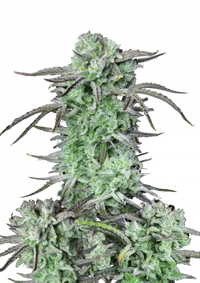 Strawberry Banana Auto