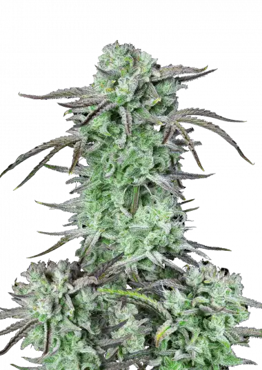 Strawberry Banana Auto