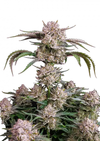 Strawberry Gorilla Auto