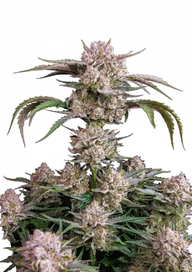 Strawberry Gorilla Auto