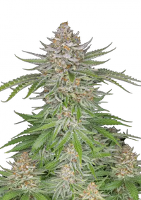 Strawberry Pie Auto