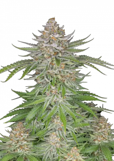 Strawberry Pie Auto