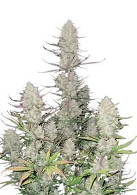 Tropicana Cookies Auto