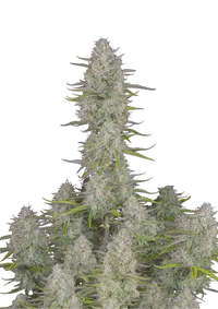 Wedding Cheesecake Auto