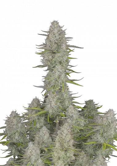 Wedding Cheesecake Auto