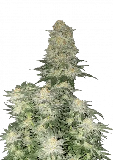 Wedding Cheesecake FF