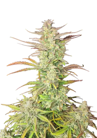 Z-Up Auto