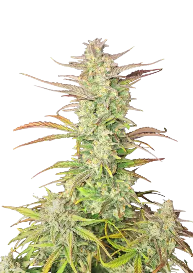 Z-Up Auto