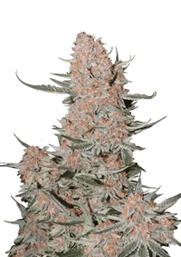 Ztrawberriez Auto