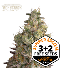 Mack and Crack© Semi di cannabis autofiorenti