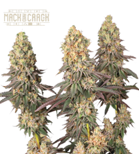 Mack and Crack© Semi di cannabis femminizzati