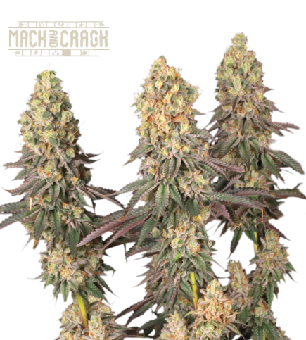 Mack and Crack© Semi di cannabis femminizzati