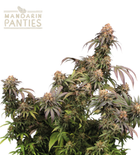 Mandarin Panties© Semi di cannabis femminizzati