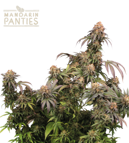 Mandarin Panties© Semi di cannabis femminizzati