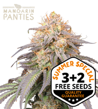Mandarin Panties© Semi di cannabis autofiorenti