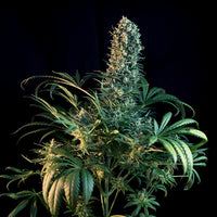 CBD Mix
