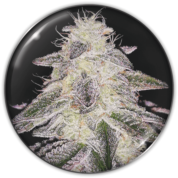 Medical Runntz
