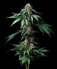 Mendo Breath Strain