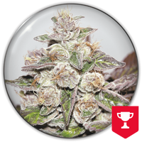 Mendocino Purple Kush