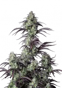 Mimosa Cake Auto