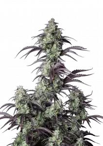 Mimosa Cake Auto
