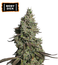 Moby Dick Semi di cannabis autofiorenti