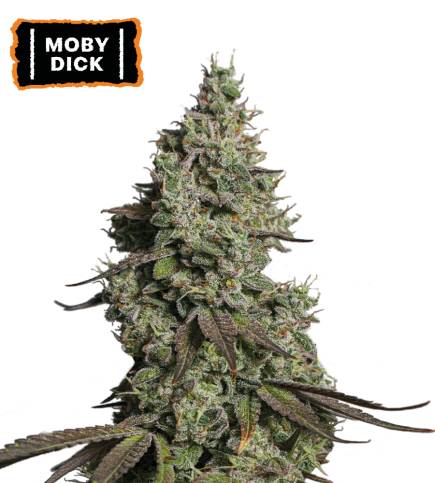 Moby Dick Semi di cannabis autofiorenti