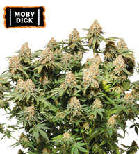 Moby Dick Semi di cannabis femminizzati
