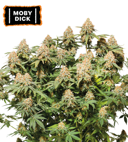 Moby Dick Semi di cannabis femminizzati