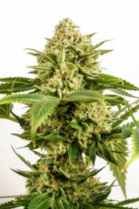 Monkey Grease