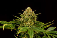 Monkey Grease