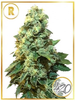 MR. 420K (REGULAR)