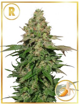 MR. BLACK BANANA (REGULAR)