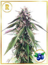 MR. BLUEBERRY BUD (REGULAR)