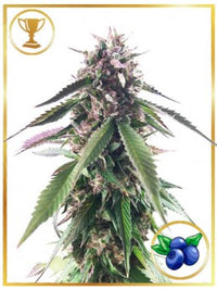 MR. BLUEBERRY BUD