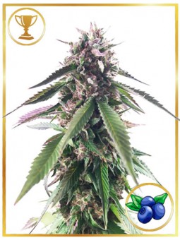 MR. BLUEBERRY BUD
