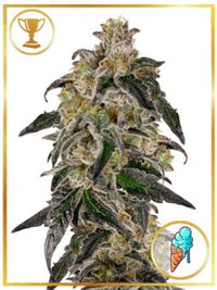 AUTO GELATO ICE