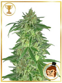 AUTO GORILLA CREAM