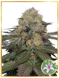 MR. LILI OG (USA)