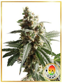 MR. MANGO CRACK