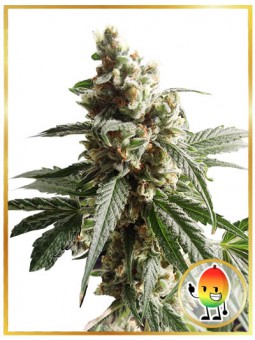 MR. MANGO CRACK