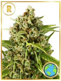 MR. MOTHER EARTH® (REGULAR)
