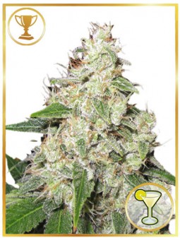 MR. SOUR-R