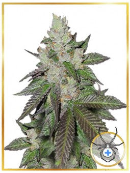 MR. WHITE WIDOW +