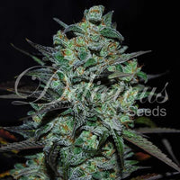 Northern Light Blue THC-Free