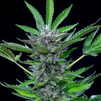 North Thunderfuck Auto