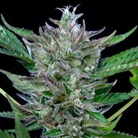 North Thunderfuck Auto